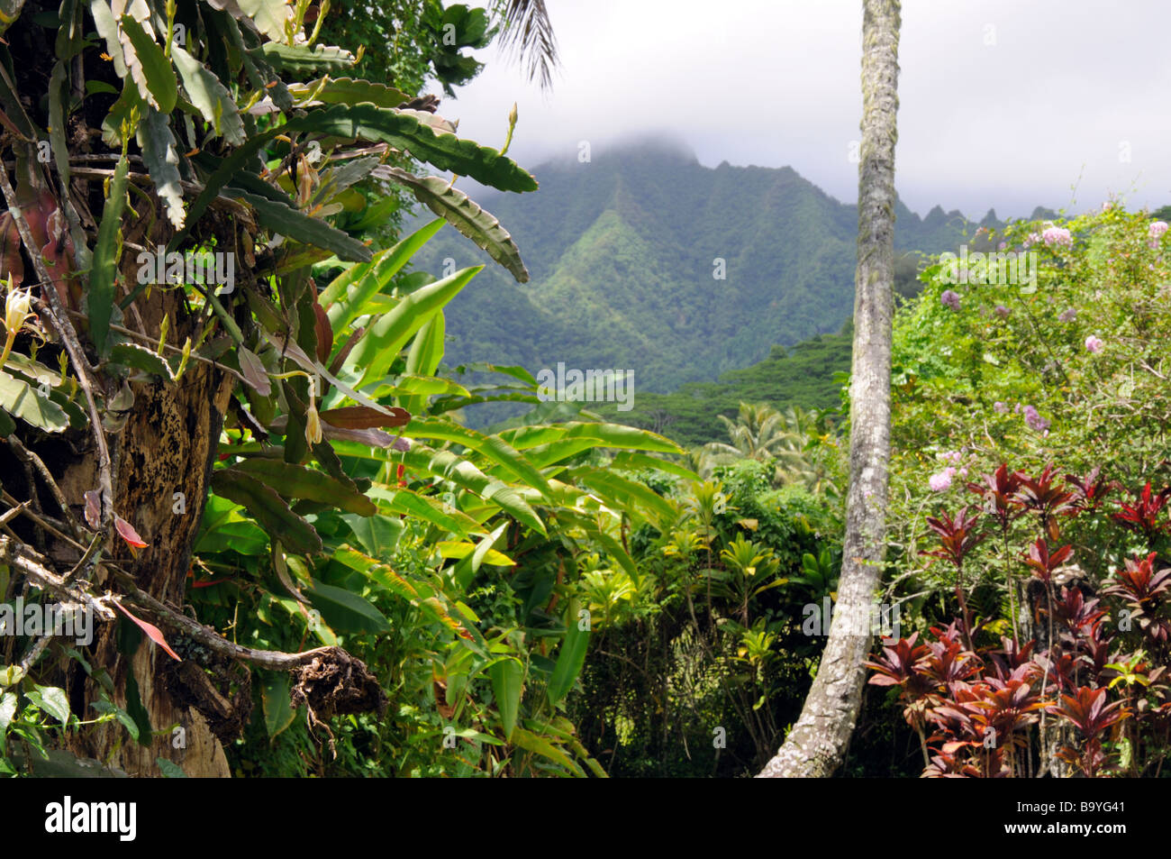 Rarotonga Dschungel Bergkulisse Stockfoto