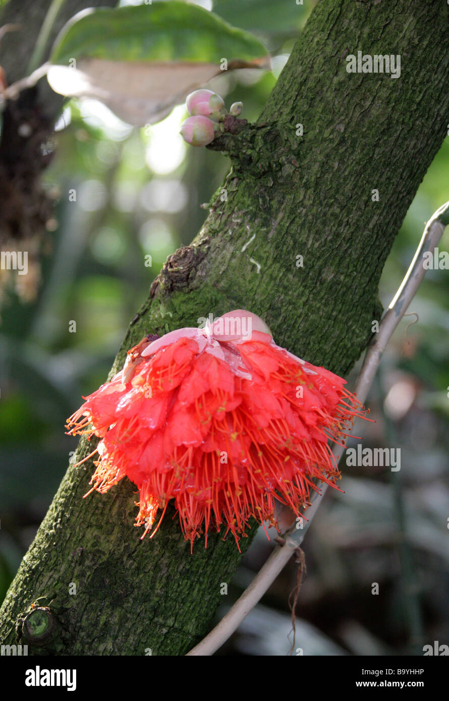 Scharlachrote Flamme Bean aka Mountain Rose, Rose von Venezuela und Cooper Hoop, Brownea Coccinea X latifolia, Fabaceae. Stockfoto