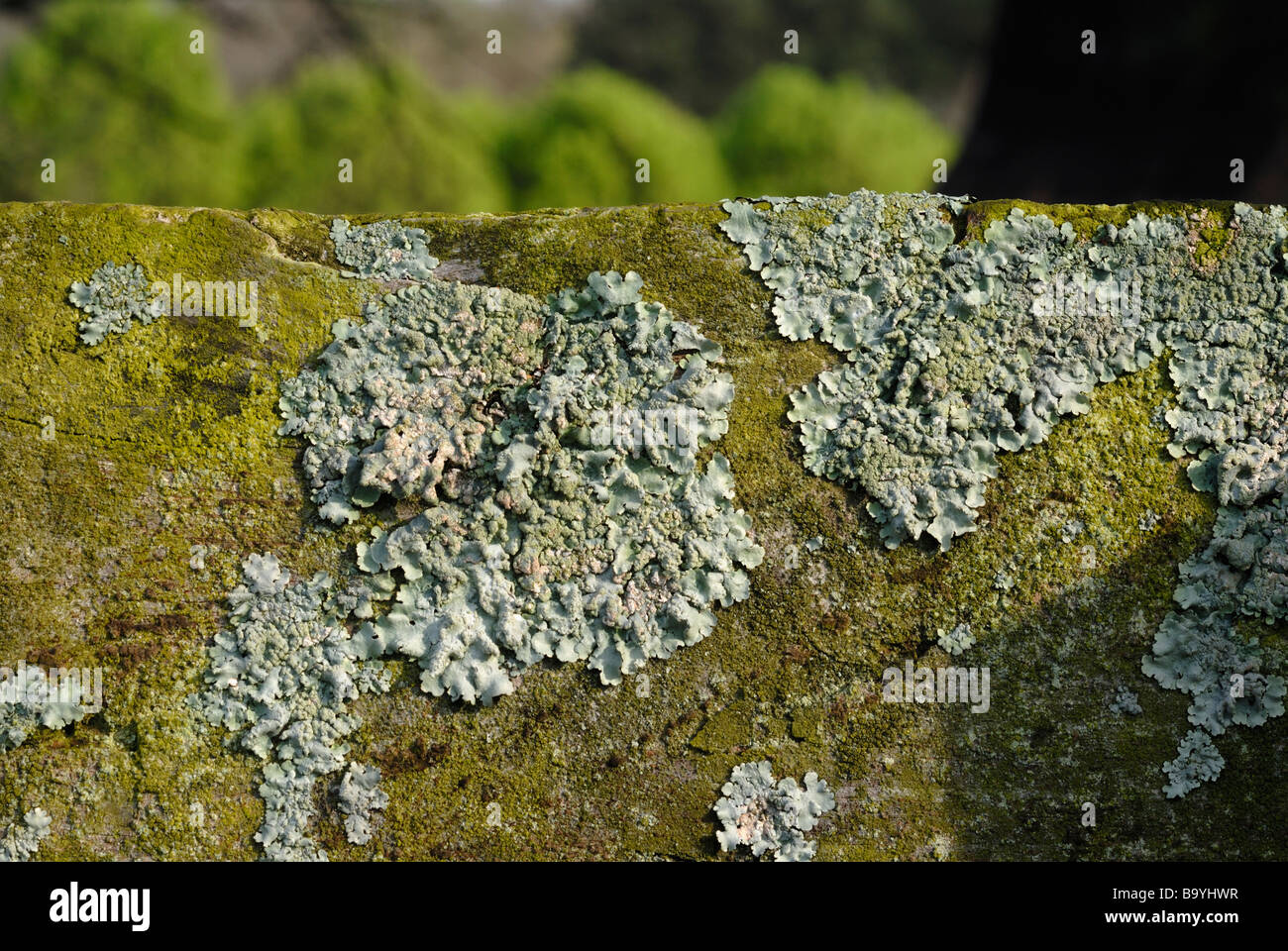 foliose Flechten wachsen auf einem Holzzaun-Schiene Stockfoto