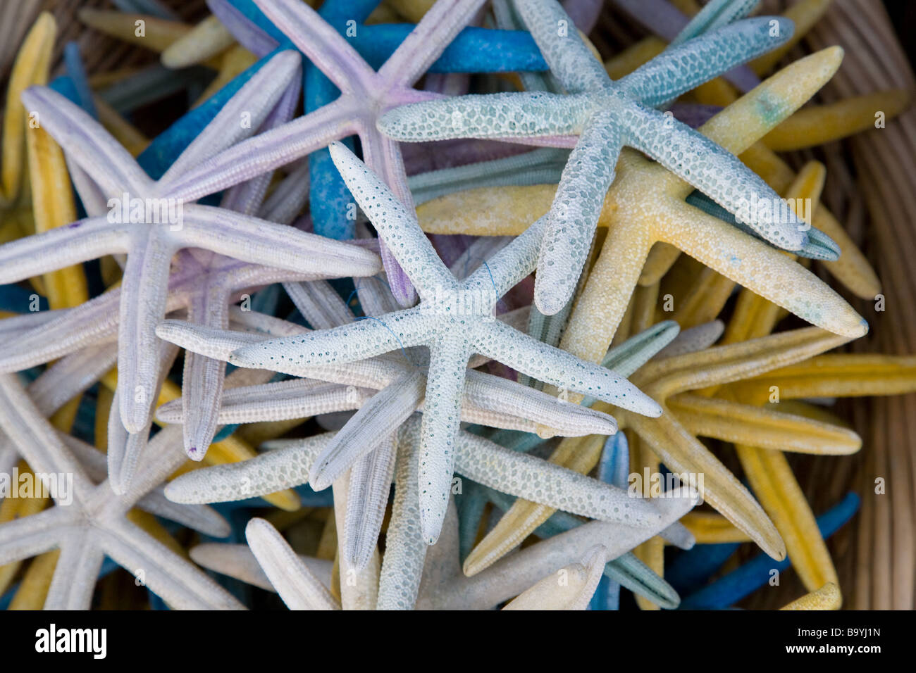 Ein Korb mit getrockneten und bunte Seesterne. Stockfoto Ein Korb mit getrockneten und bunte Seesterne. Stockfoto