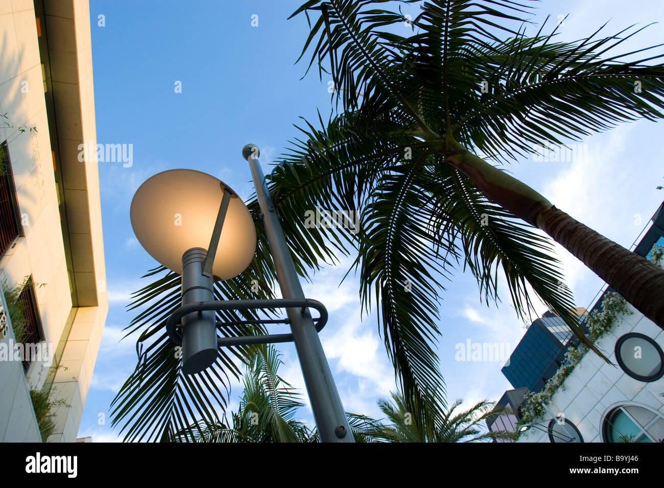 Blick hinauf auf Palmen und Straßenlaternen am Rodeo Drive in Beverly Hills Stockfoto