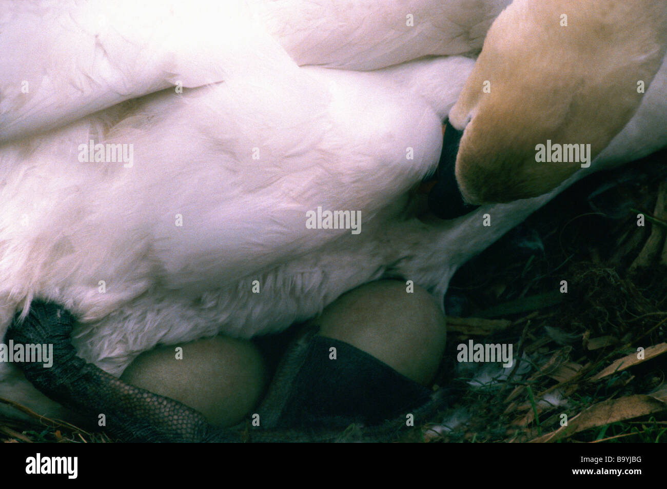 Höckerschwan (Cygnus Olor) auf Eiern im Nest am Boden sitzen Stockfoto