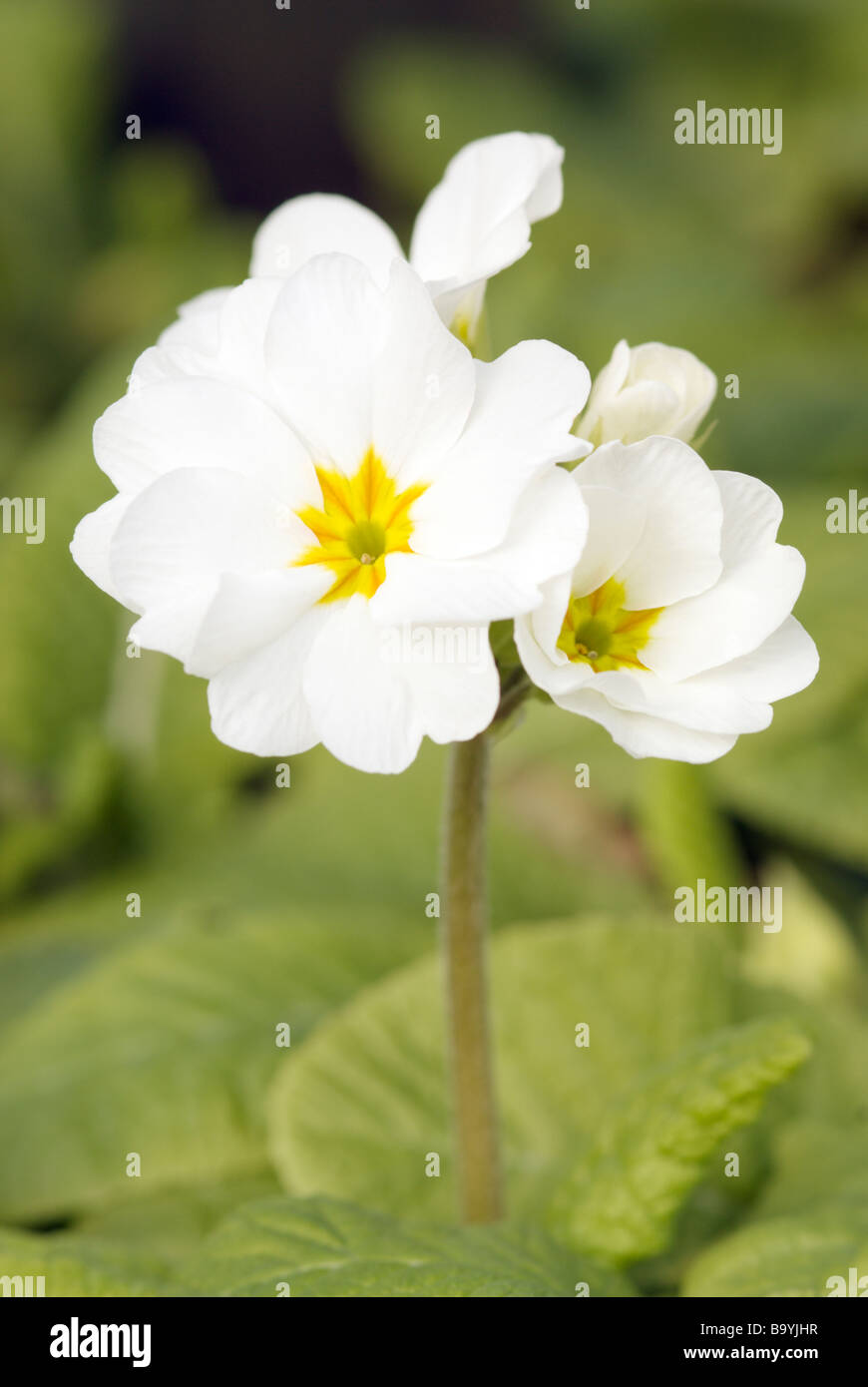 PRIMULA POLYANTHUS CRESCENDO WEIß Stockfoto