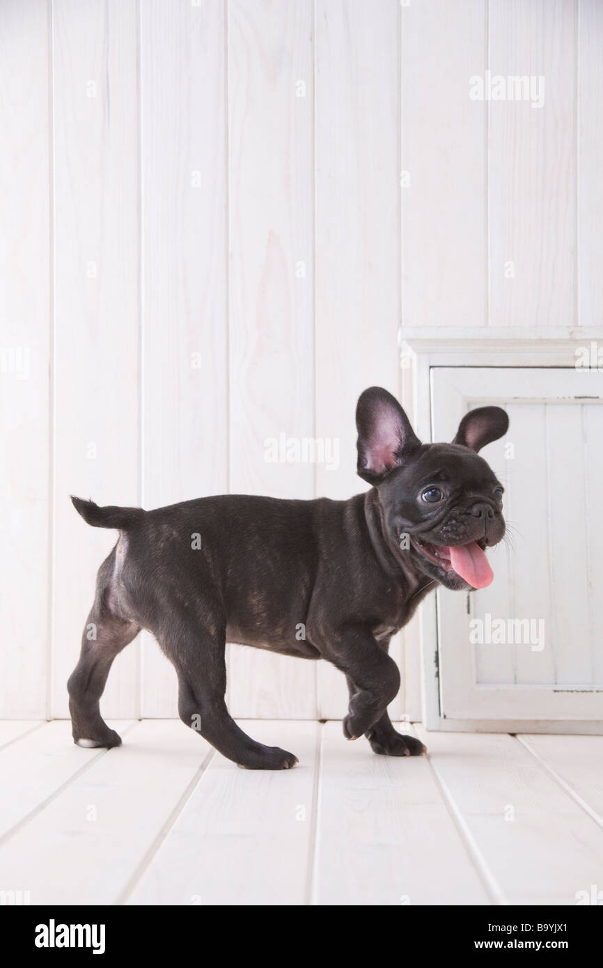 Französische Bulldogge zu Fuß Stockfoto