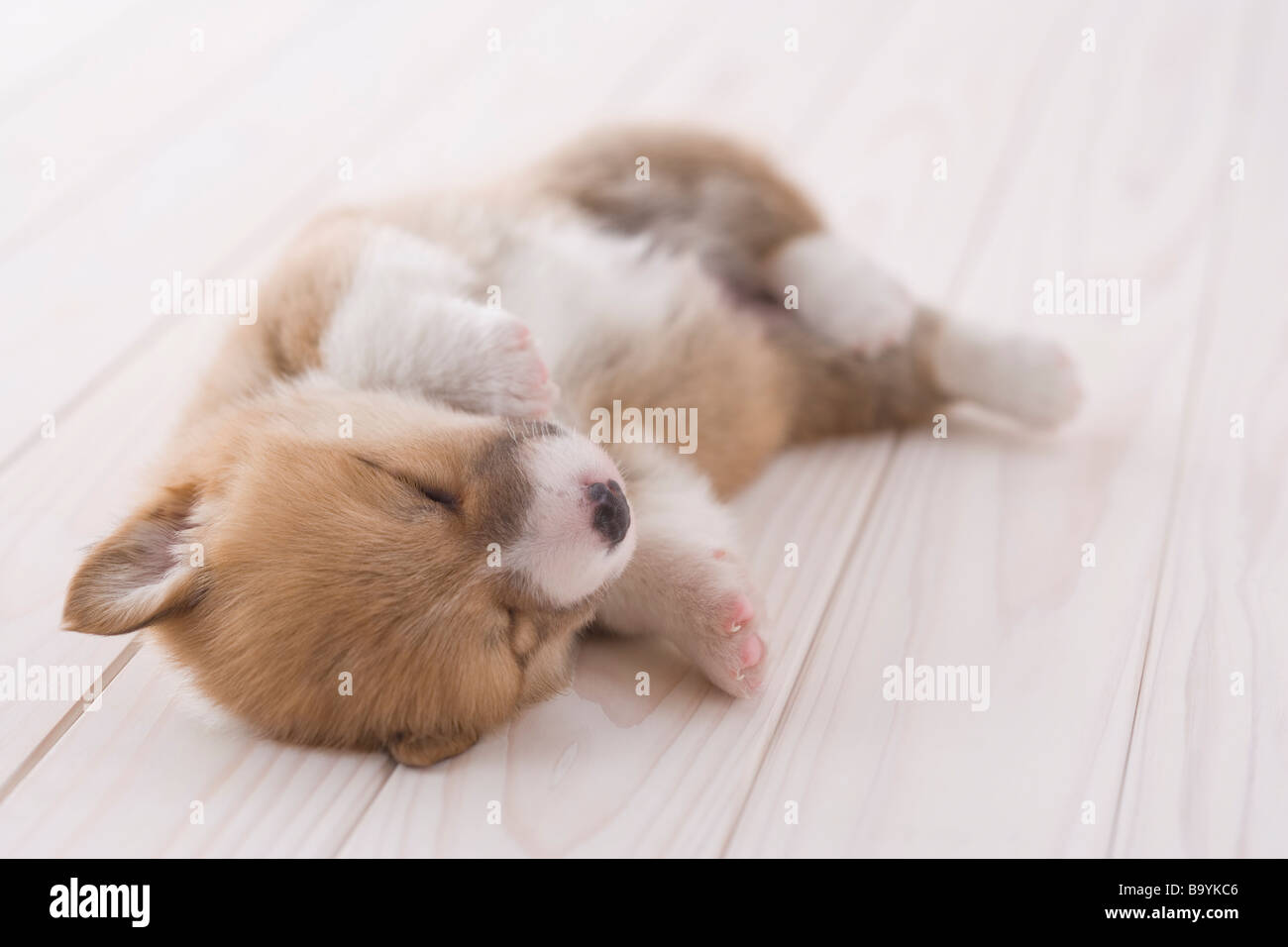 Pembroke Welsh Corgi Liegend Stockfotografie Alamy Pembroke Welsh Corgi Liegend Stockfotografie Alamy
