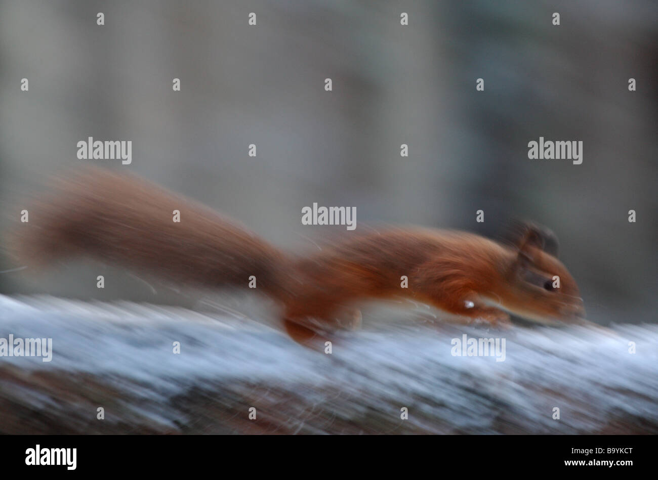 Eichhörnchen Ast zeigt Bewegung entlang laufen. Stockfoto