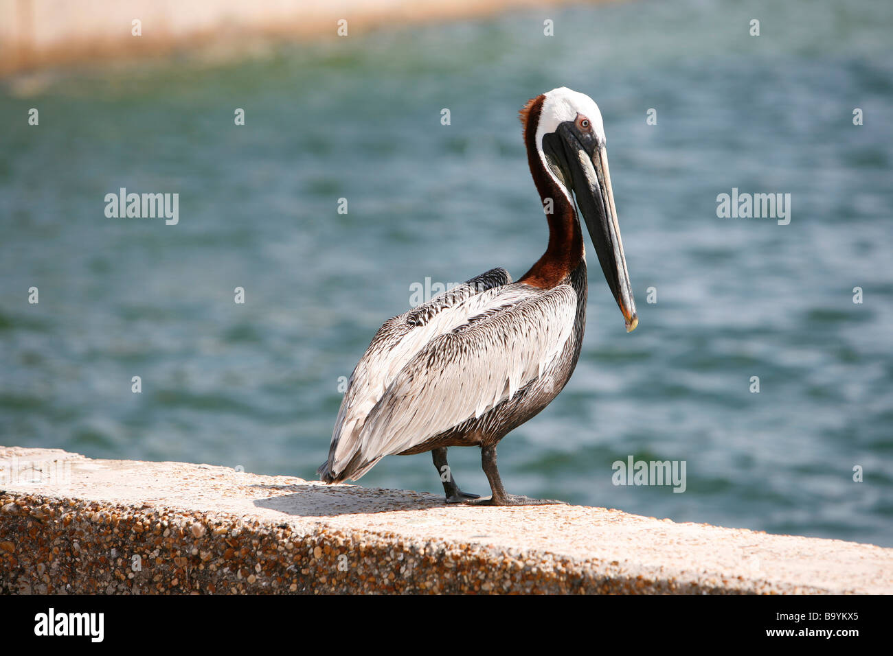Brauner Pelikan in Florida Gewässern Stockfoto