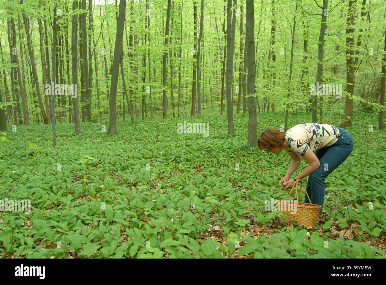 Frau sammeln von Bärlauch Blätter im Wald Model Released Stockfoto