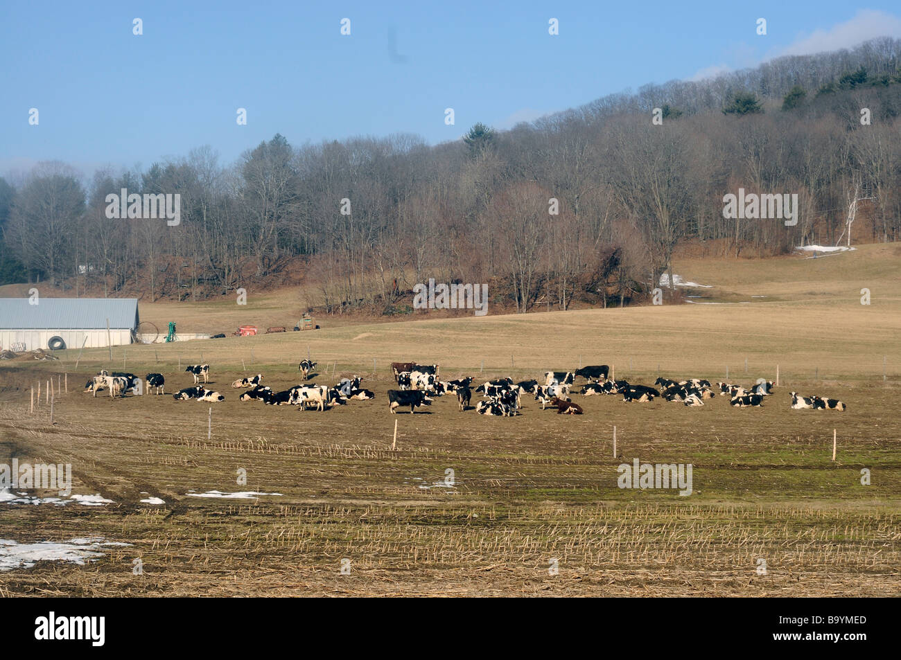 Kuhherde in Vermont außerhalb Fütterung im Earl Frühling oder winter Stockfoto