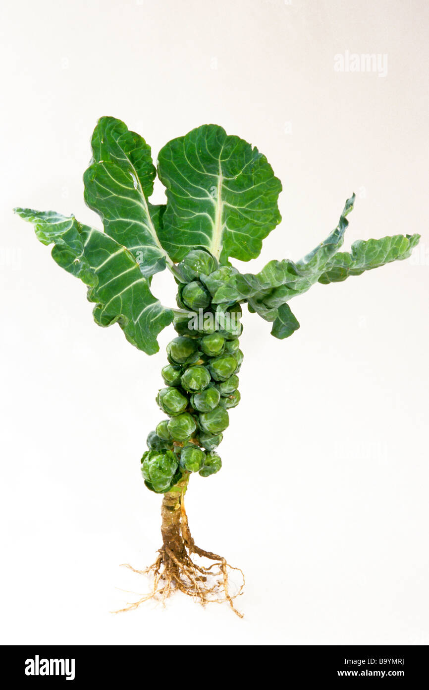 Rosenkohl (Brassica Oleracea var. Gemmifera), Pflanze mit Blättern und Wurzeln, Studio Bild. Stockfoto