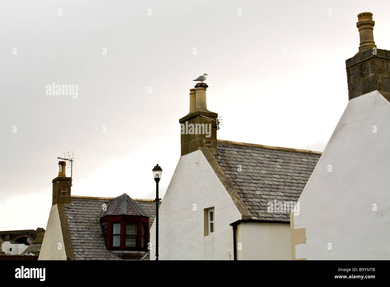 Einsame Möwe stehend auf einem Schornstein auf ein weißes Haus in Findochty, Schottland Stockfoto