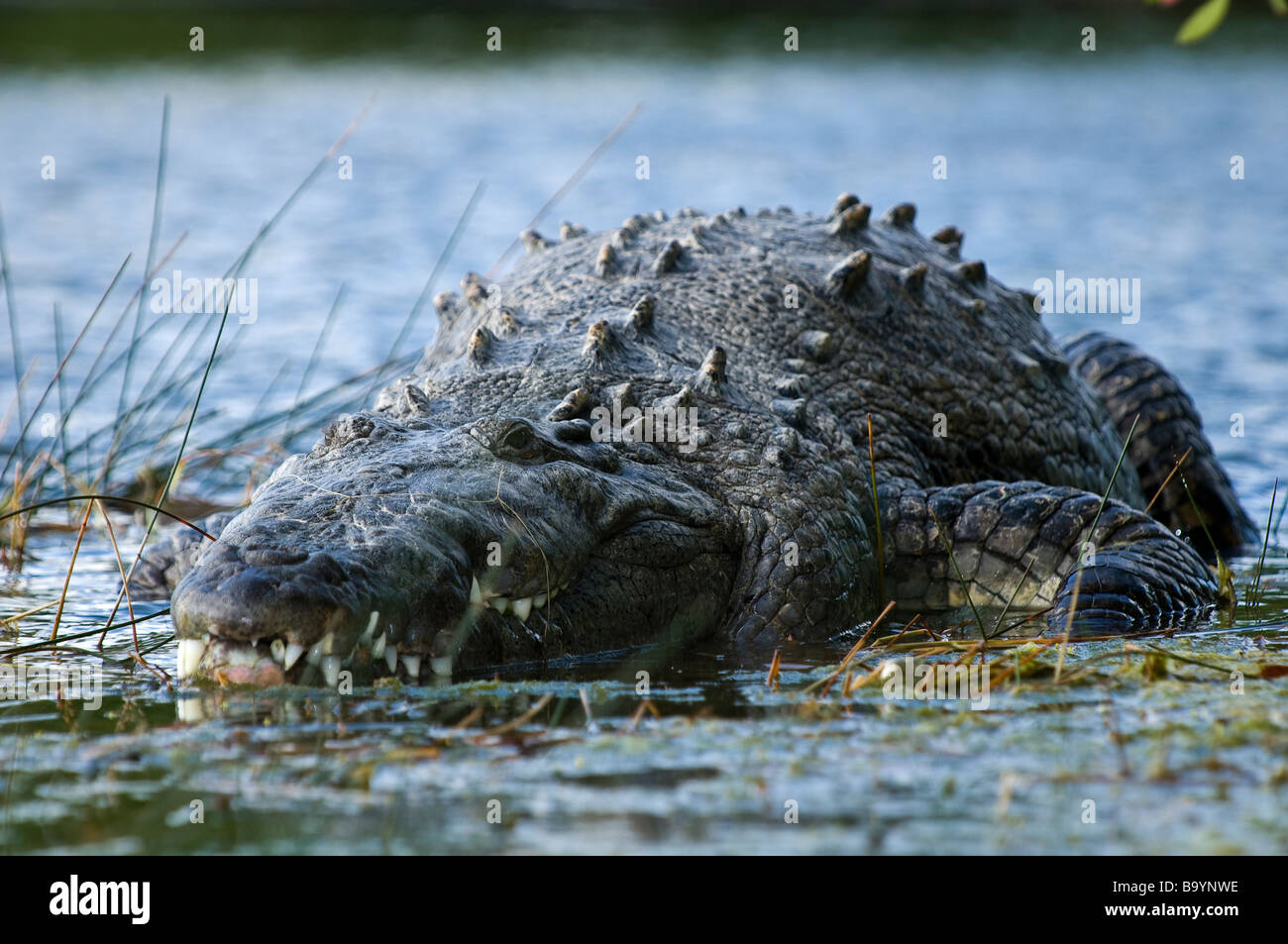 Amerikanisches Krokodil Uhren vorsichtig Umgebung auf neun Meile Teich Everglades Nationalpark Florida Stockfoto