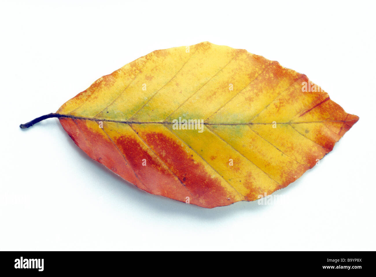 Rotbuche, Buche (Fagus Sylvatica), Blatt in herbstlichen Farben, Studio Bild Stockfoto