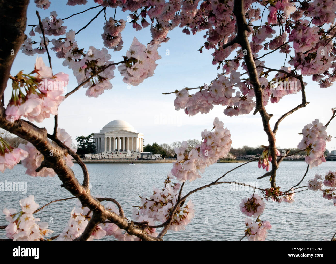2009 Washington D.C. Kirschblüten am Tidal Basin und Jefferson Memorial im Hintergrund. Stockfoto