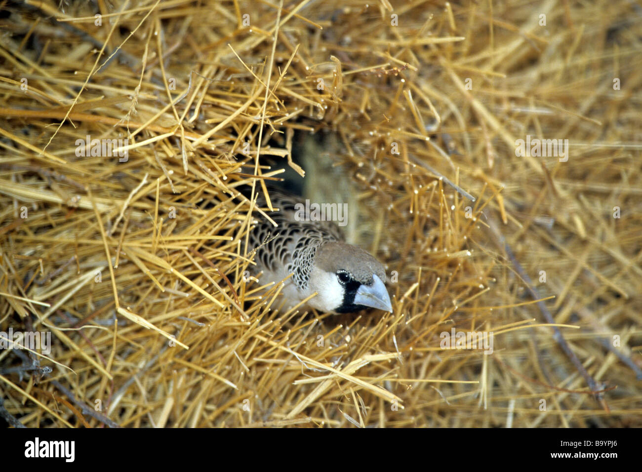 Gesellig Weber (Philetairus Socius) am nest Stockfoto