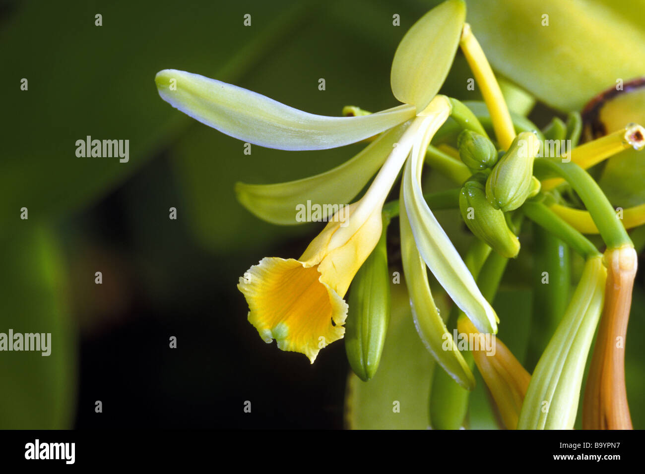 Vanille (Vanilla Planifolia), Blumen und Knospen Stockfoto