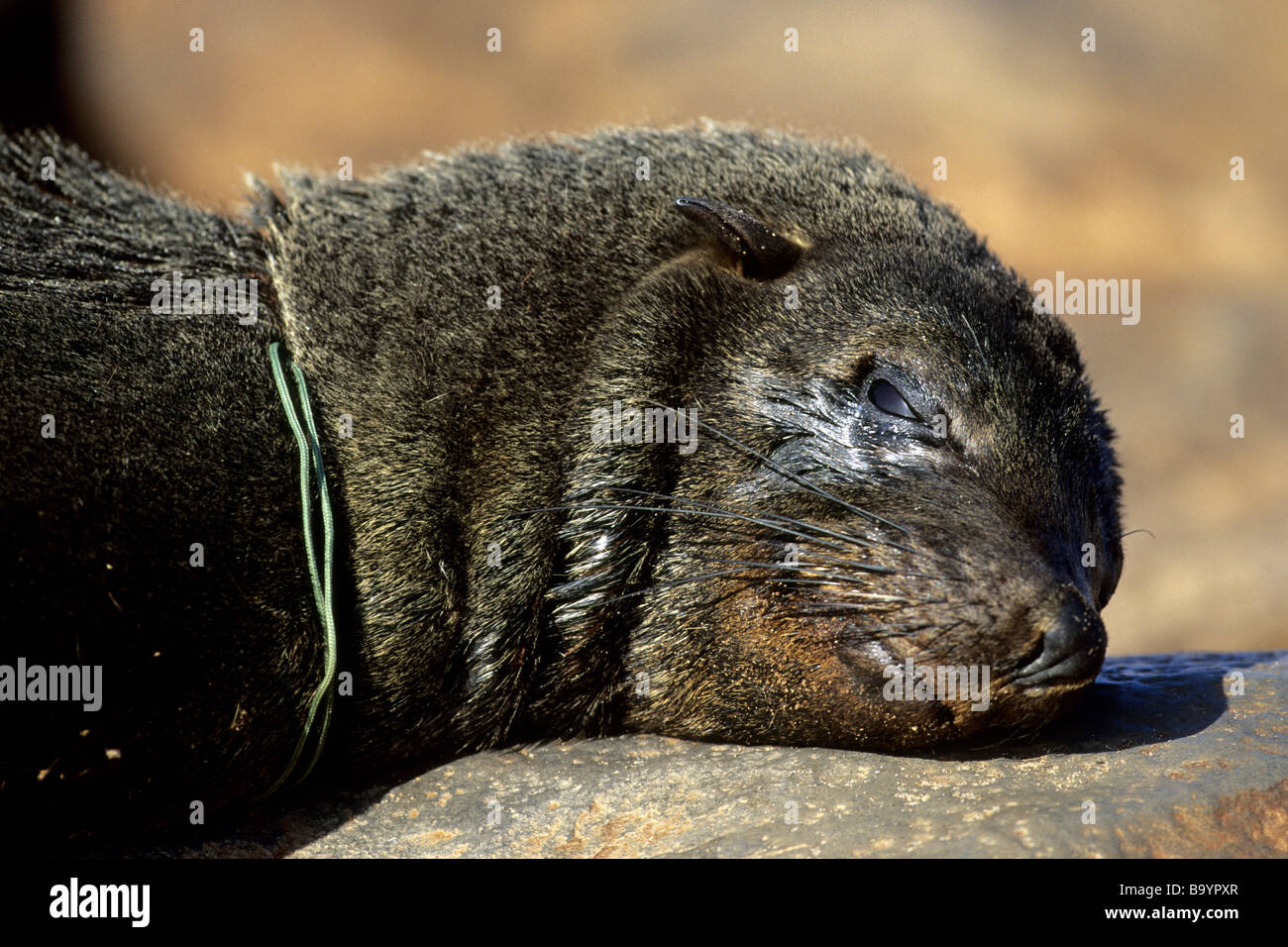 Kap-Seebär (Arctocephalus percivali) teilweise von Kunststoff Schnüre gedrosselt Stockfoto