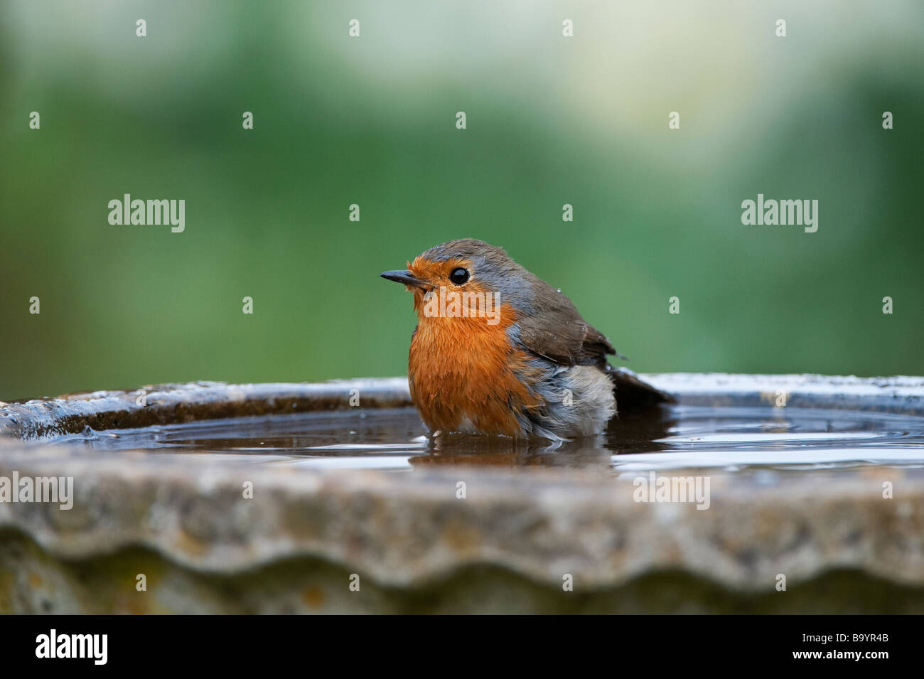 Robin im Vogelbad in einem englischen Garten waschen Stockfoto