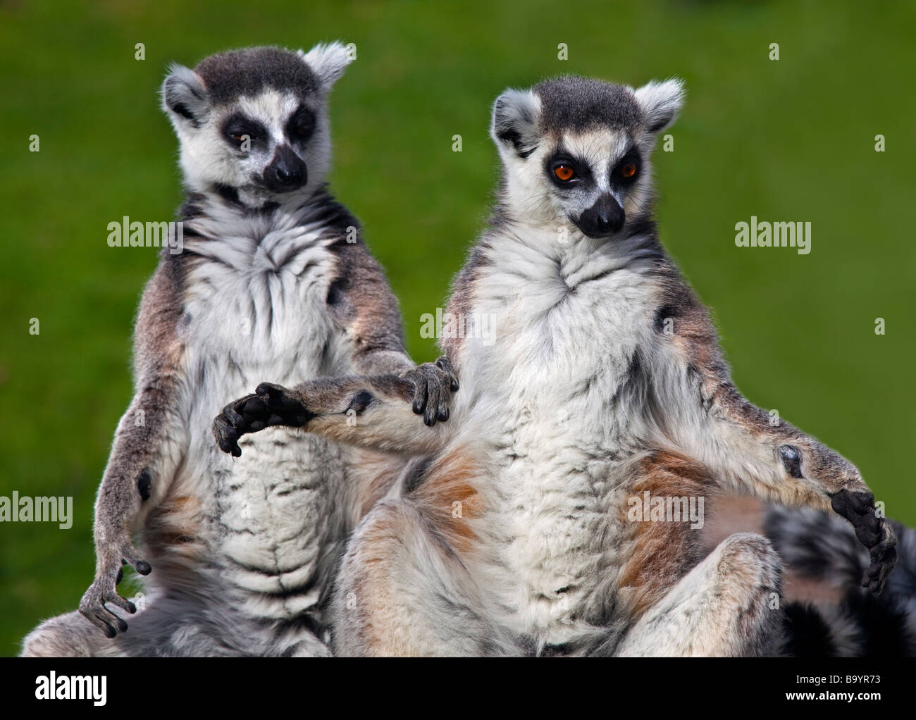 Zwei Ring Tailed Lemuren (Lemur Catta) kleben Stockfoto