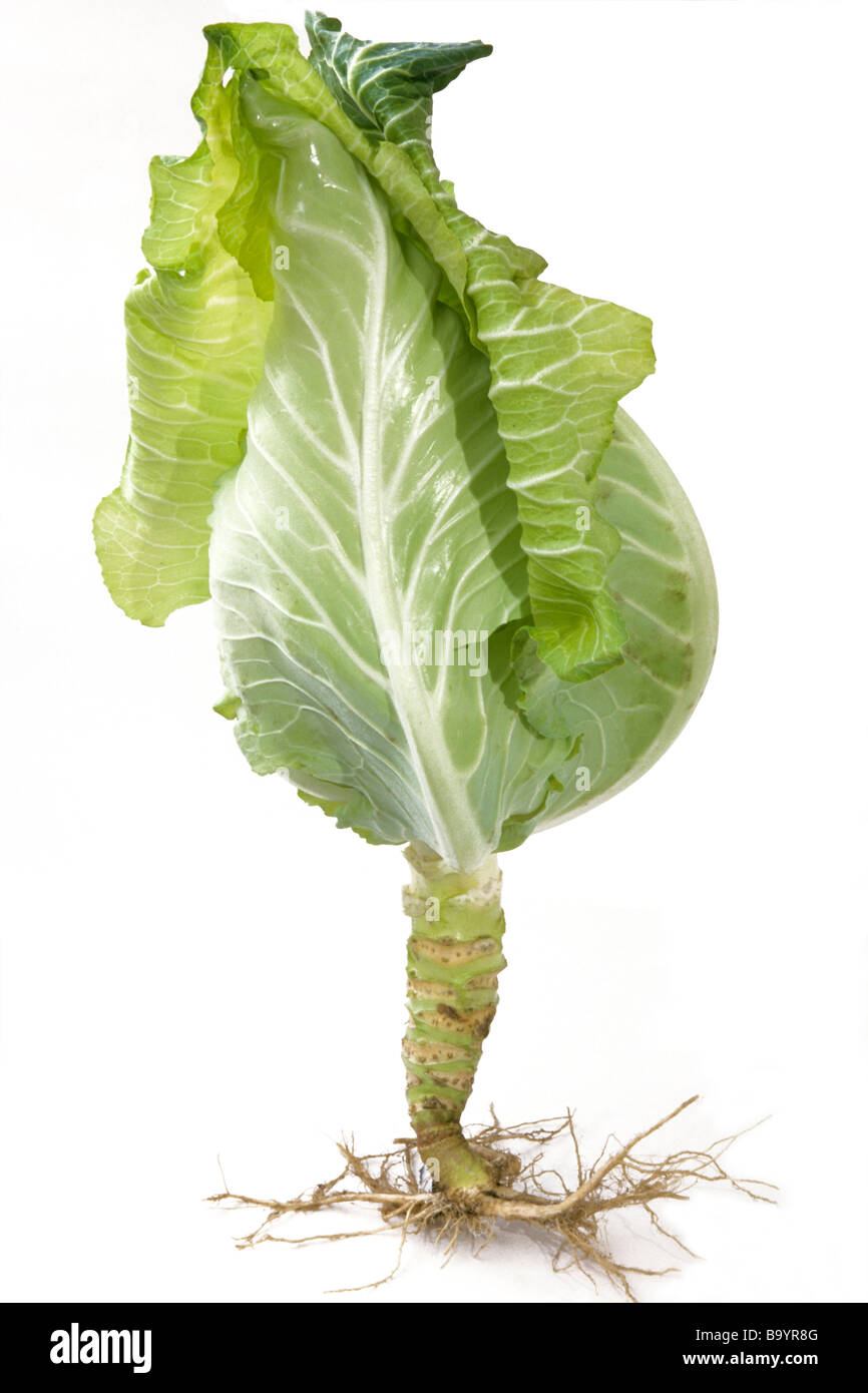Spitz Kohl (Brassica Oleracea var. Capitata F. Acuta), Pflanze mit Blättern und Wurzeln, Studio Bild Stockfoto