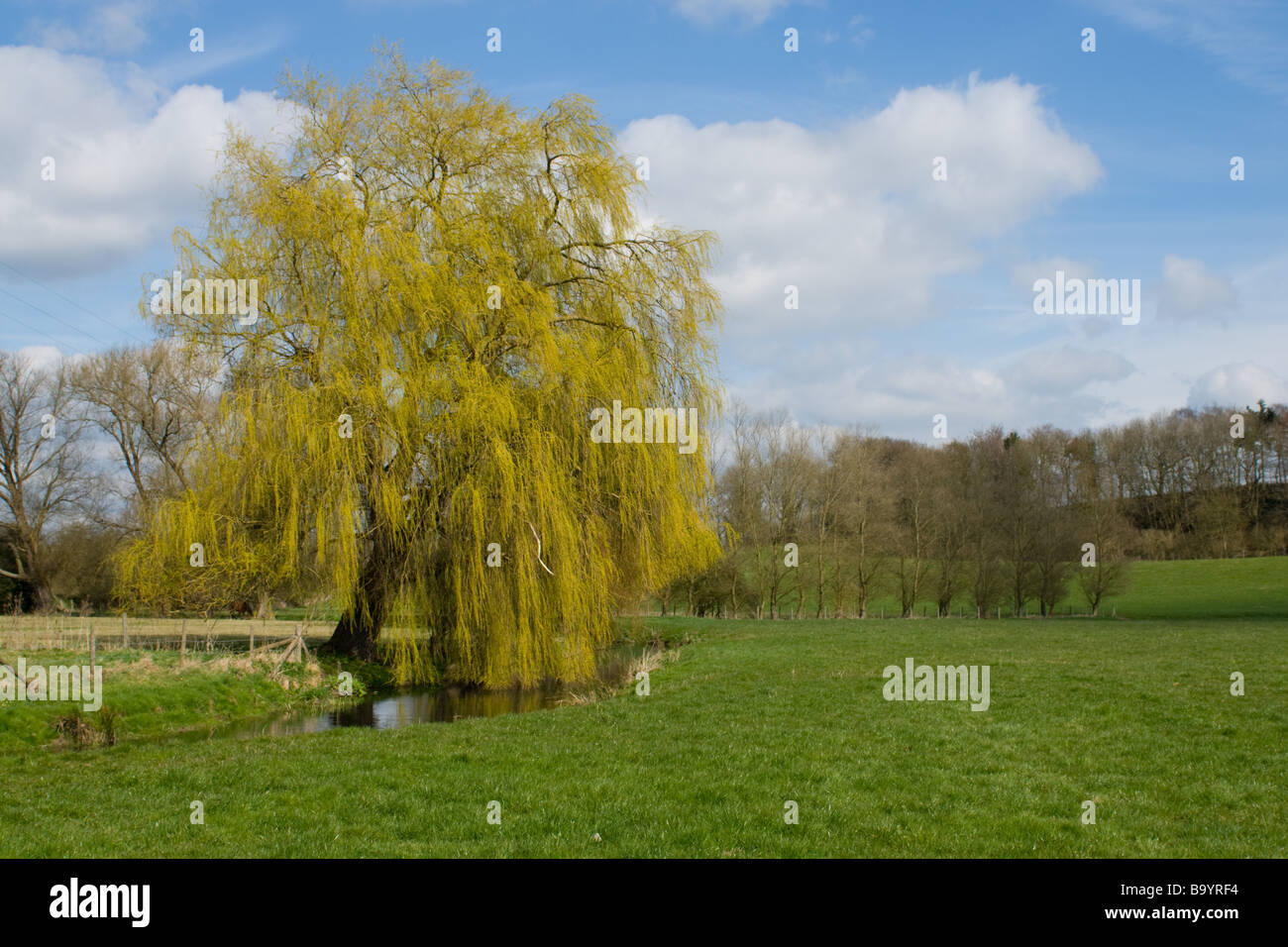 Willow Tree Stockfoto