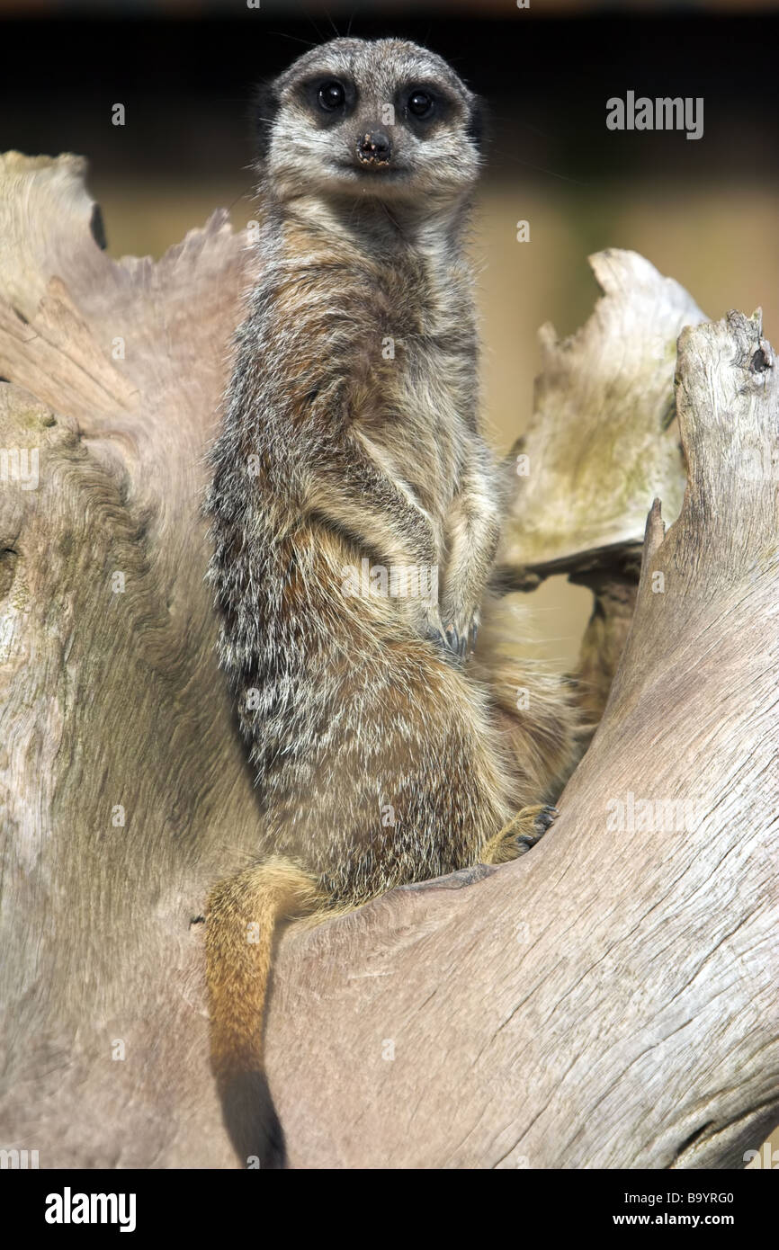 Erdmännchen, Suricata Suricatta, gerade für Raubtiere Stockfoto