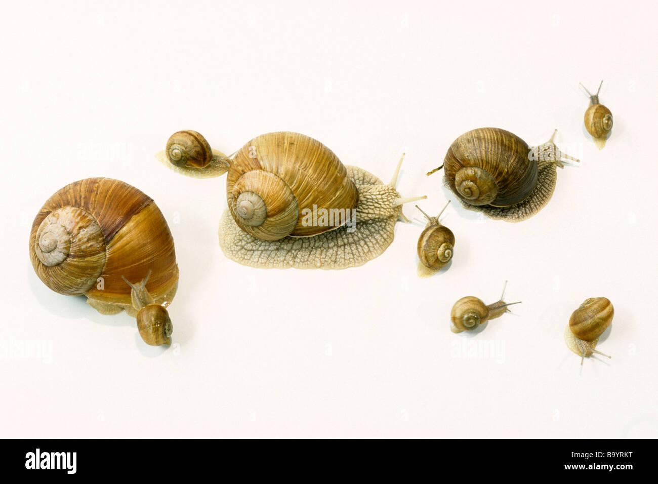 Roman Snail Schnecken Schnecke, essbare Schnecke (Helix Pomatia), mehrere Personen unterschiedlichen Alters, Studio Bild Stockfoto