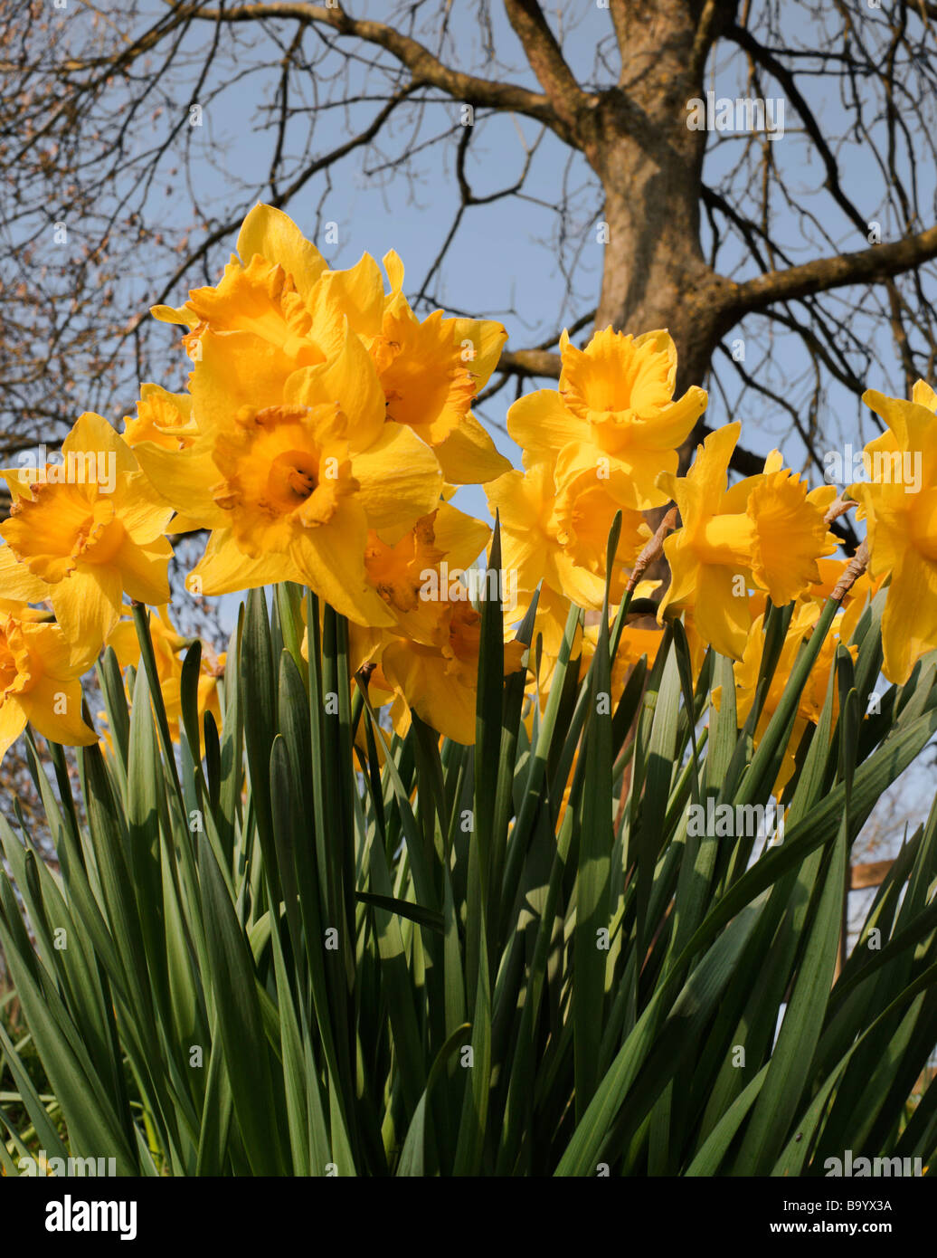 Hintergrund; schön; Schönheit; Blüte; blühen; Blüte; Glühbirne; Bund enger Closeup Farbe paar Narzissen Dekoration; Ostern; Stockfoto