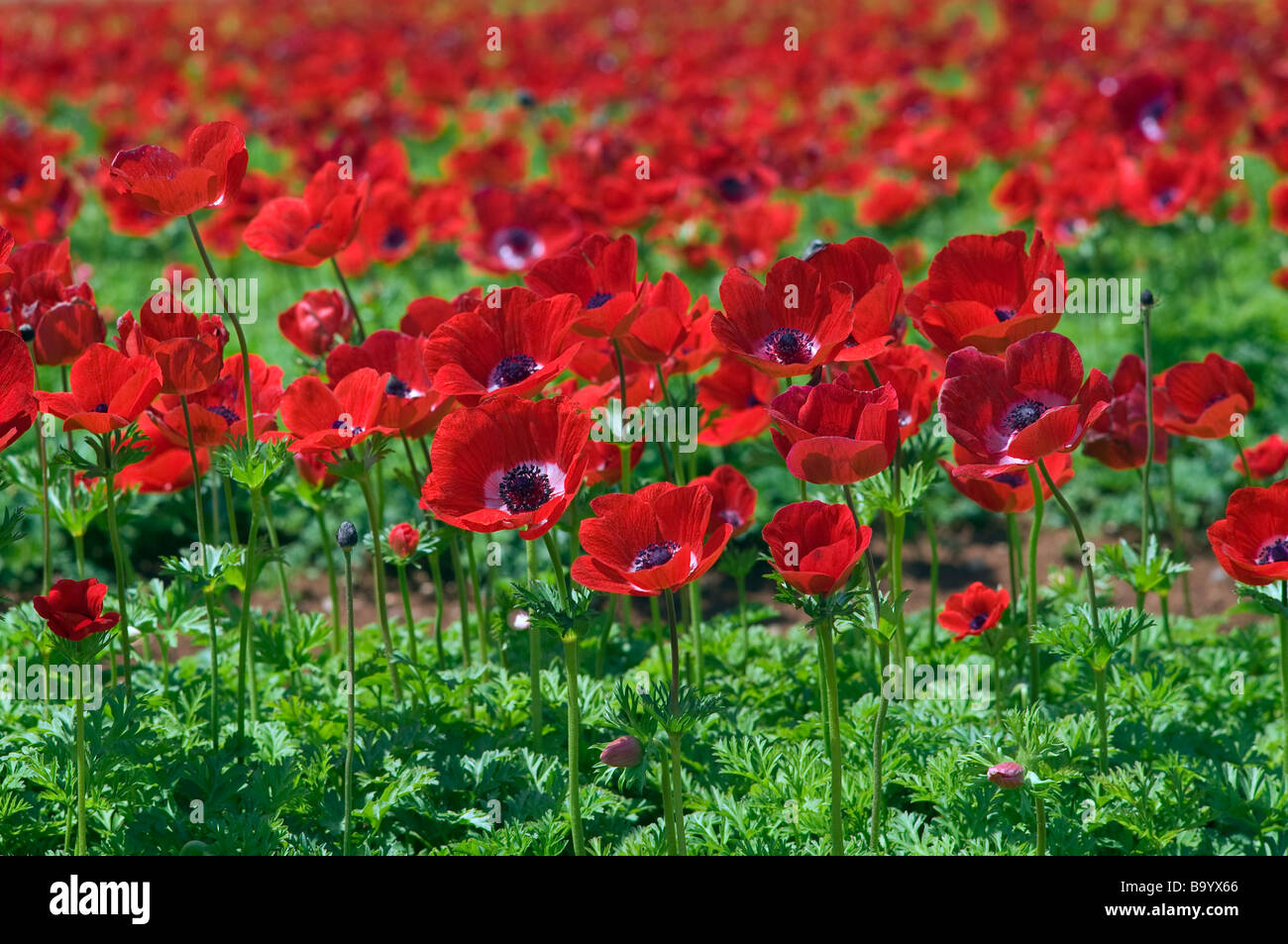 LandBereich der Mohn Anemone Stockfotografie Alamy