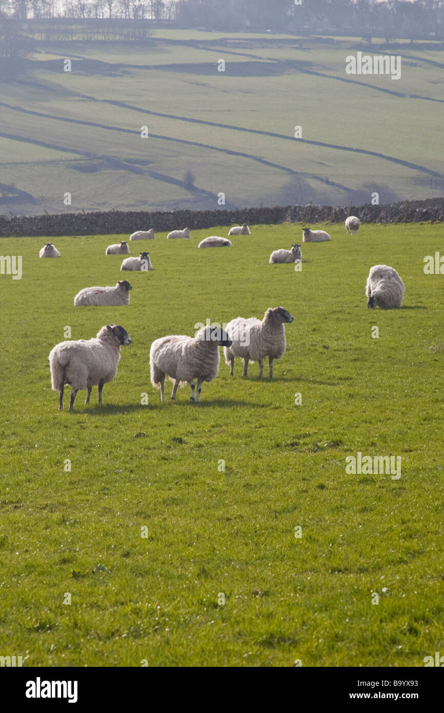 Schafe Keeing Uhr in einem grünen Feld Derbyshire Stockfoto