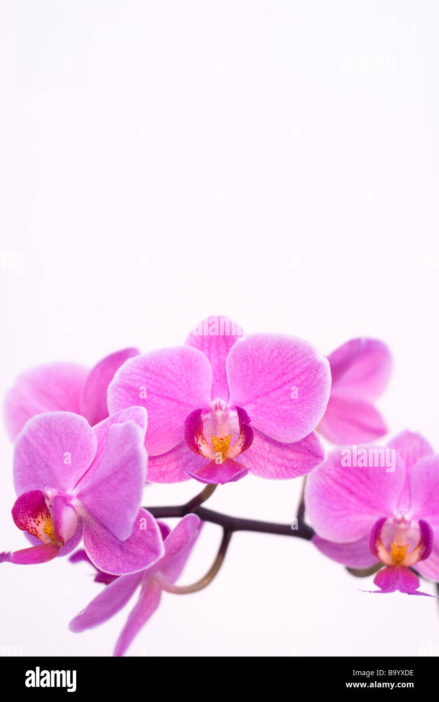 Rosa Orchidee, Phalaenopsis, auch bekannt als Moth Orchid Stockfoto