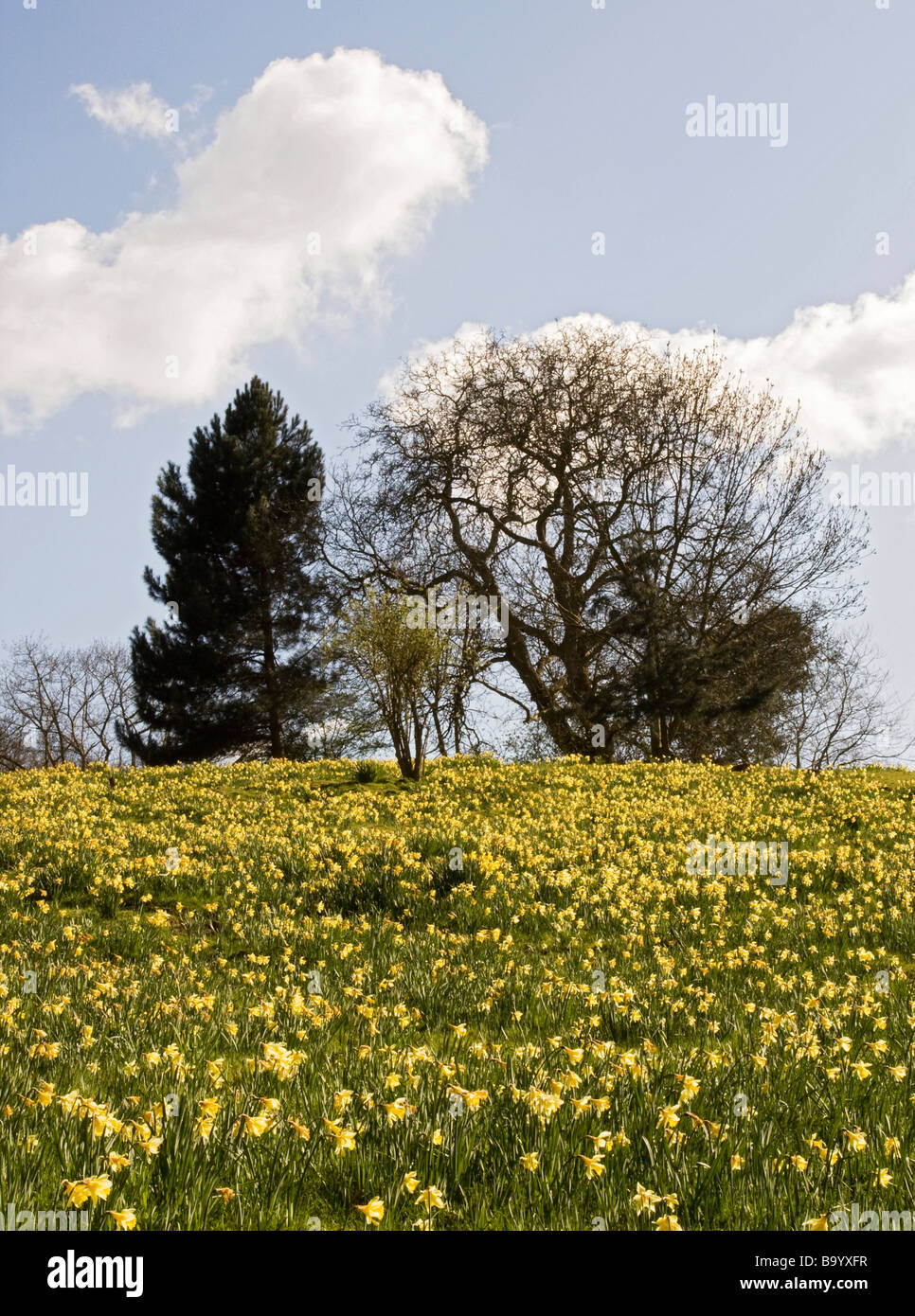 Blumen blühen mit Bäumen in einem Wald, Warley, Essex, England, UK Stockfoto