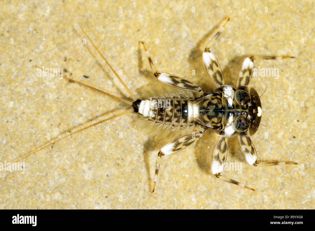 Eintagsfliege (Ecdyonurus SP.), Larve Stockfoto