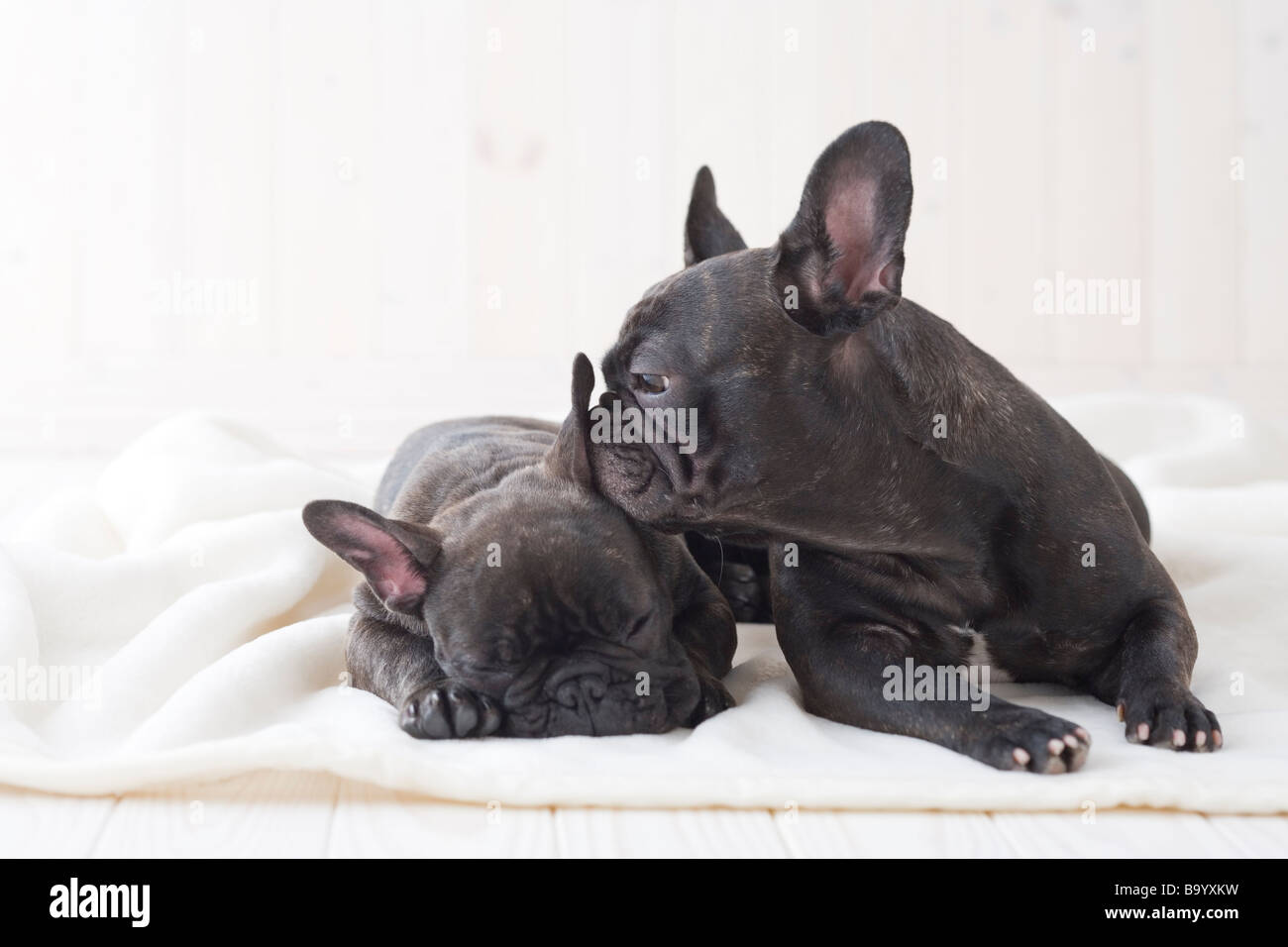 Zwei französische Bulldogge auf einer Decke kuscheln Stockfoto