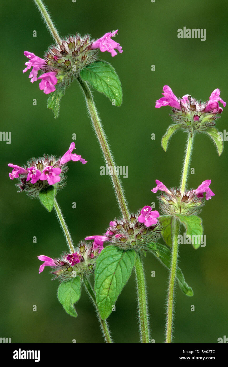 Wildes Basilikum (Clinopodium Vulgare), Sorte: Royal Red, Stiele, Studio Bild Stockfoto