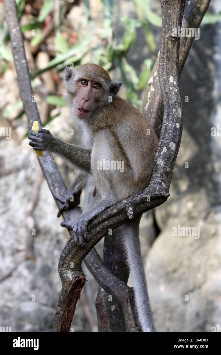 Affe auf Liana Obst essen Stockfoto