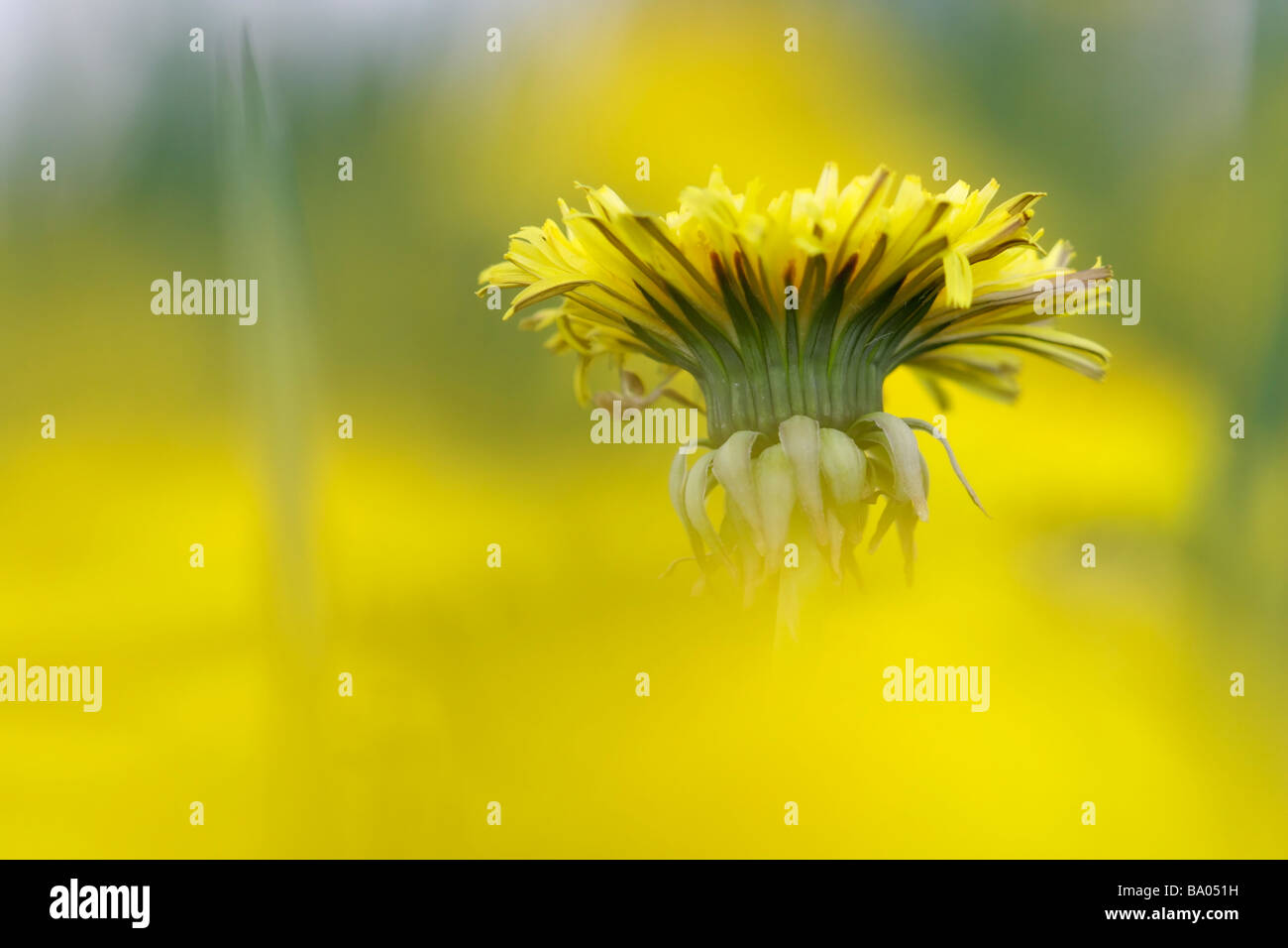 Löwenzahnblume (Taraxacum officinale), die von einer weichen gelben Blumenwiese aufsteigt, niederwinkliges Porträt, Deutschland. Stockfoto