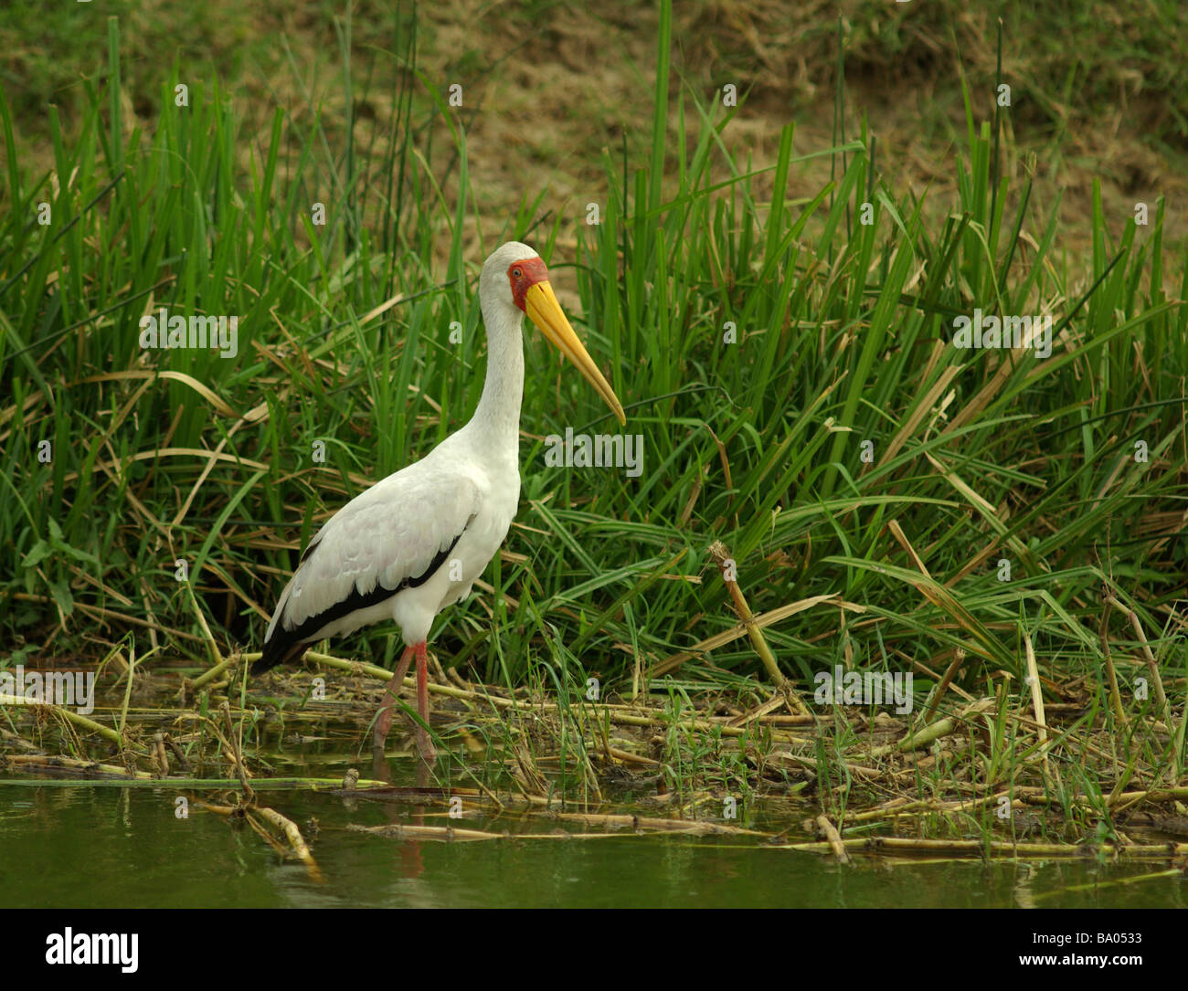 Gelb in Rechnung Storch - Mycteria ibis Stockfoto