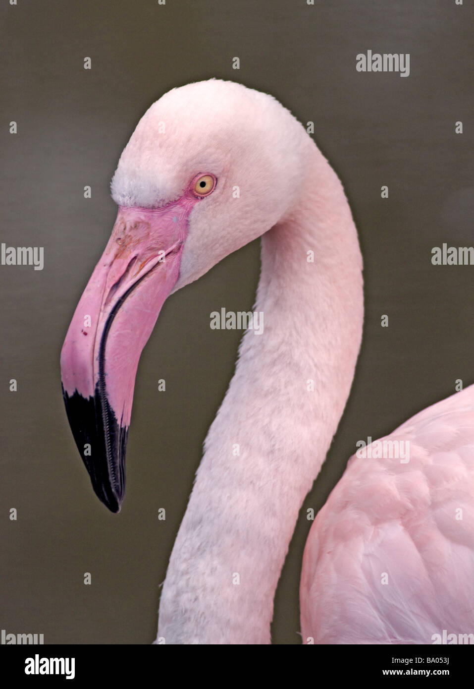 Rosaflamingo (Phoenicopterus Roseus) Stockfoto
