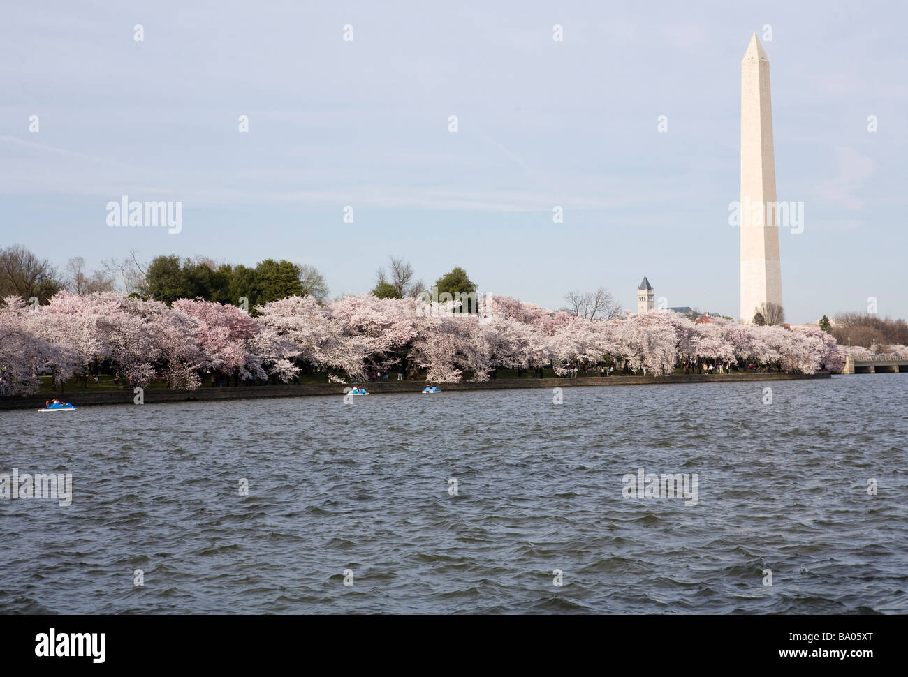 31. März 2009 Washington D C die Kirschblüten entlang der Tidal Basin direkt an der National Mall Stockfoto