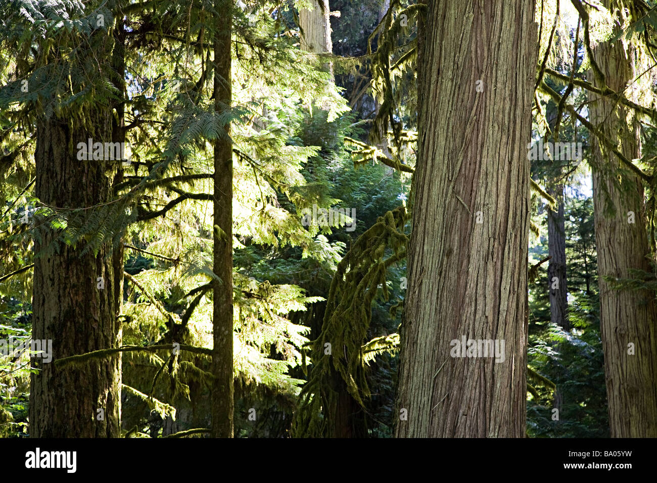 Alte Bäume im Cathedral Grove MacMillan Provincial Park Vancouver Island in British Columbia Kanada Stockfoto