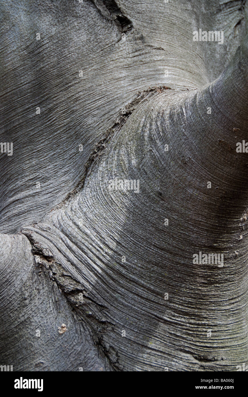 Eine Nahaufnahme der glatt texturierte Rinde von einer europäischen Buche (Fagus Sylvatica) Stockfoto