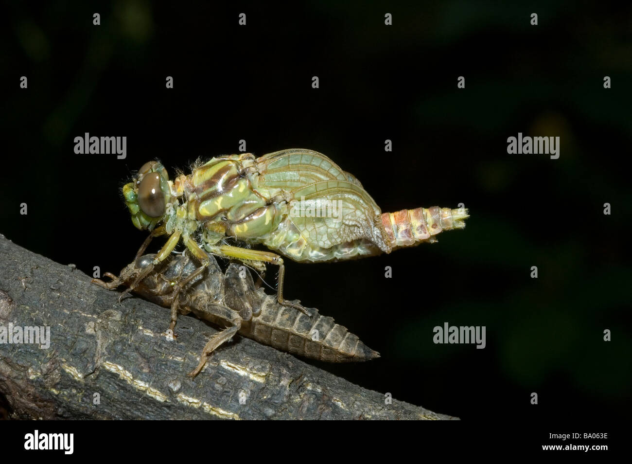 Metamorphose der Libelle Onychogomphus uncatus Stockfoto