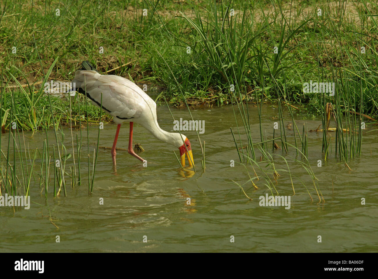 Gelb in Rechnung Storch - Mycteria ibis Stockfoto