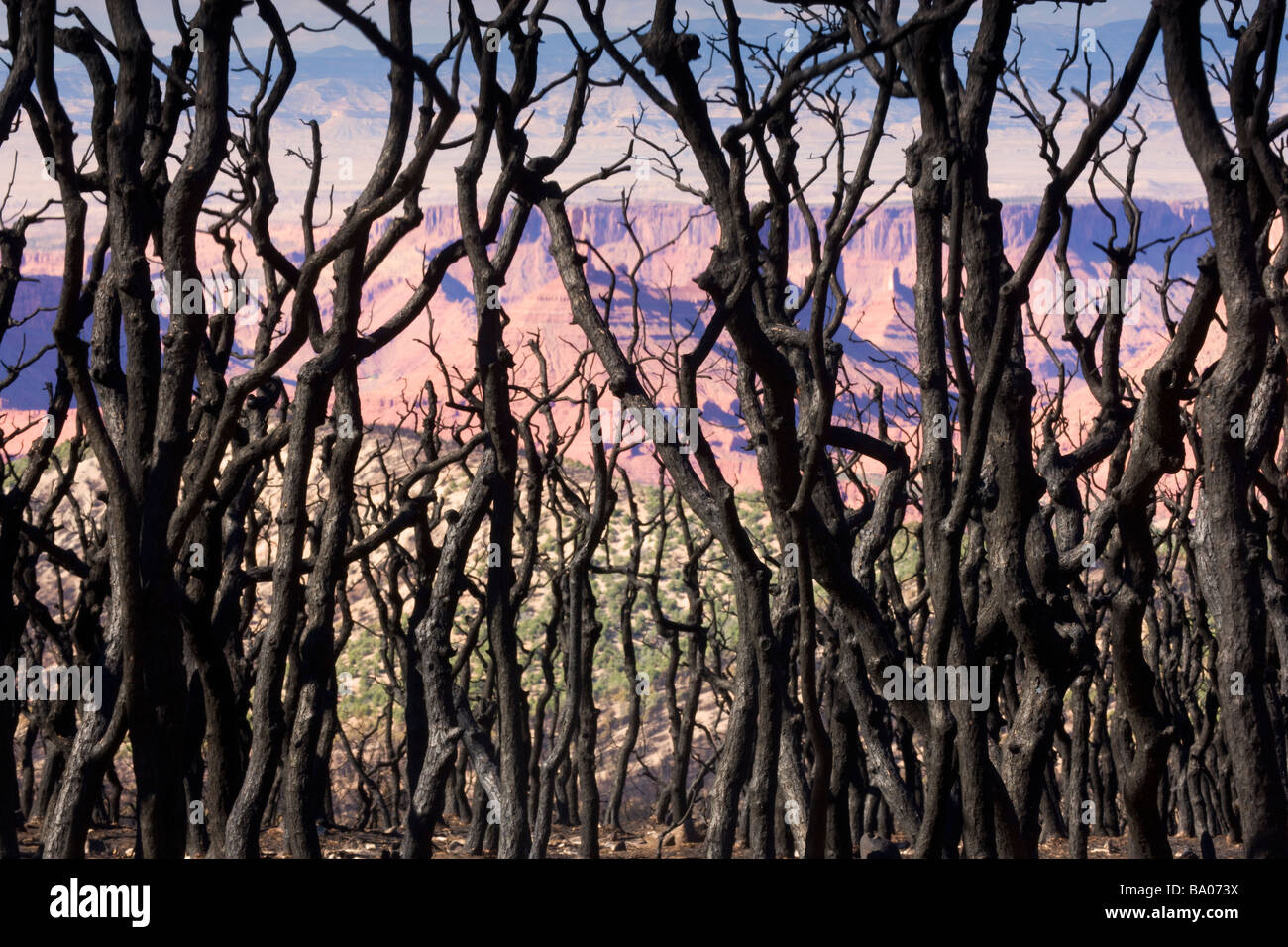 Einer aktuellen verbrannt Bereich Manti La Sal National Forest Moab Utah Stockfoto