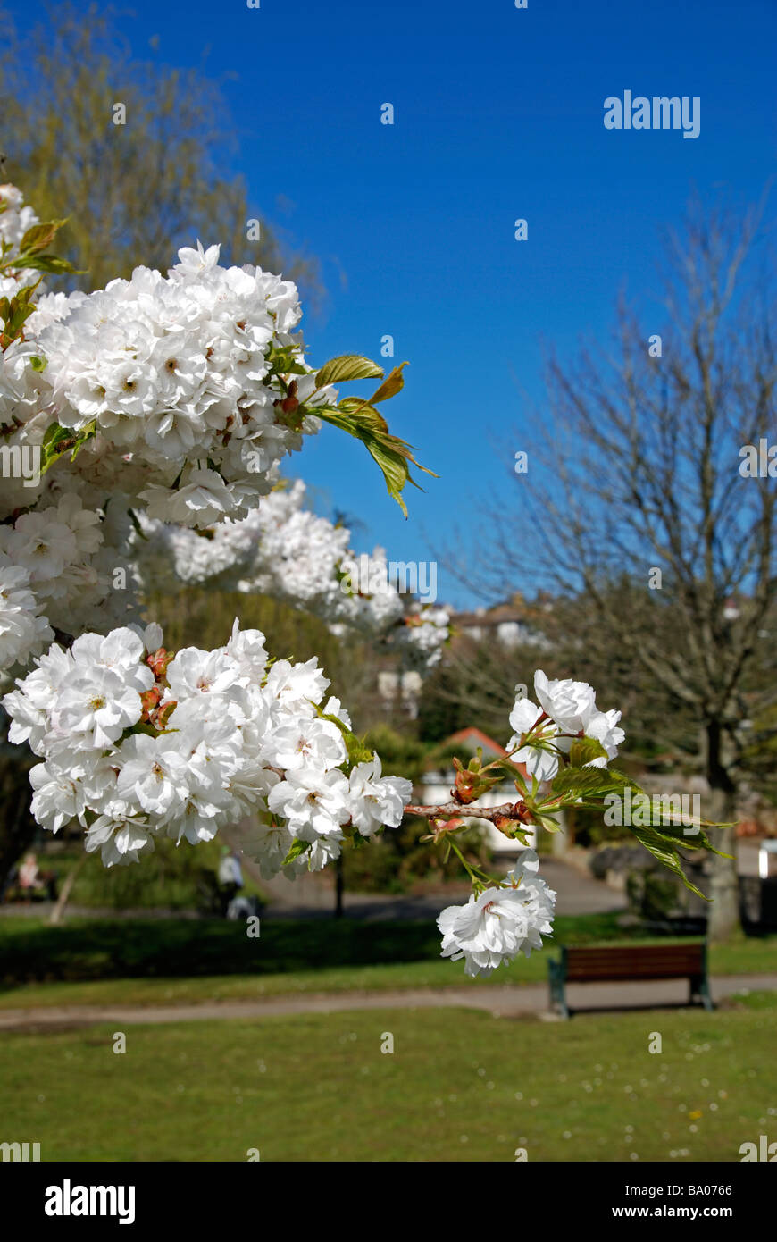 Kirschbaum in voller Blüte, Devon, england Stockfoto