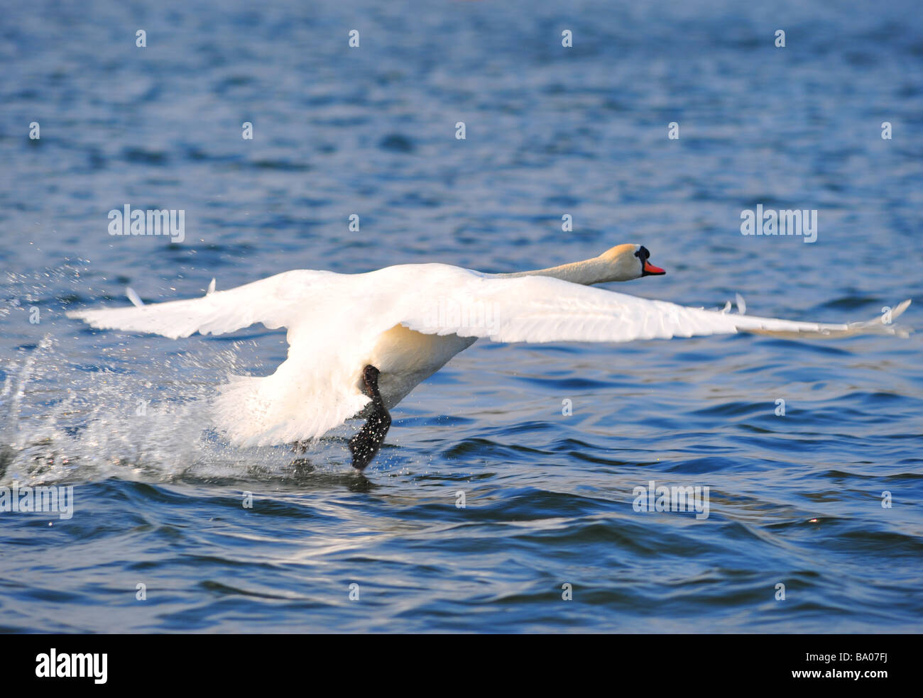 Schwan Flug Stockfoto