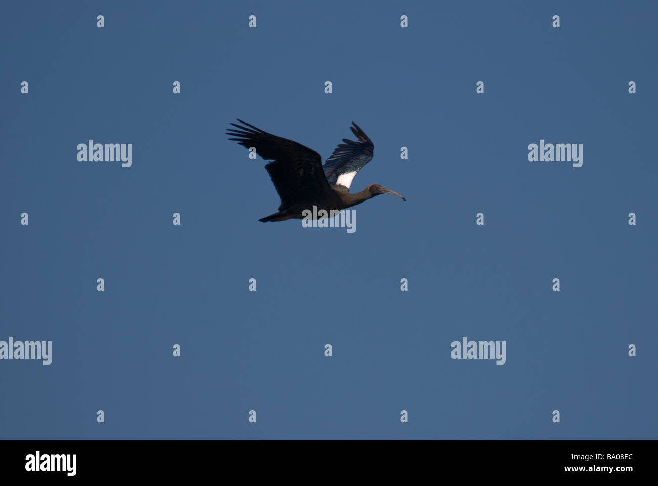 Schwarze Ibis Pseudibis Papillosa im Flug in Gujarat Indien Stockfoto