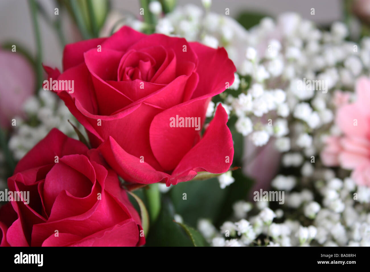 Schöne rote Rosen Stockfoto