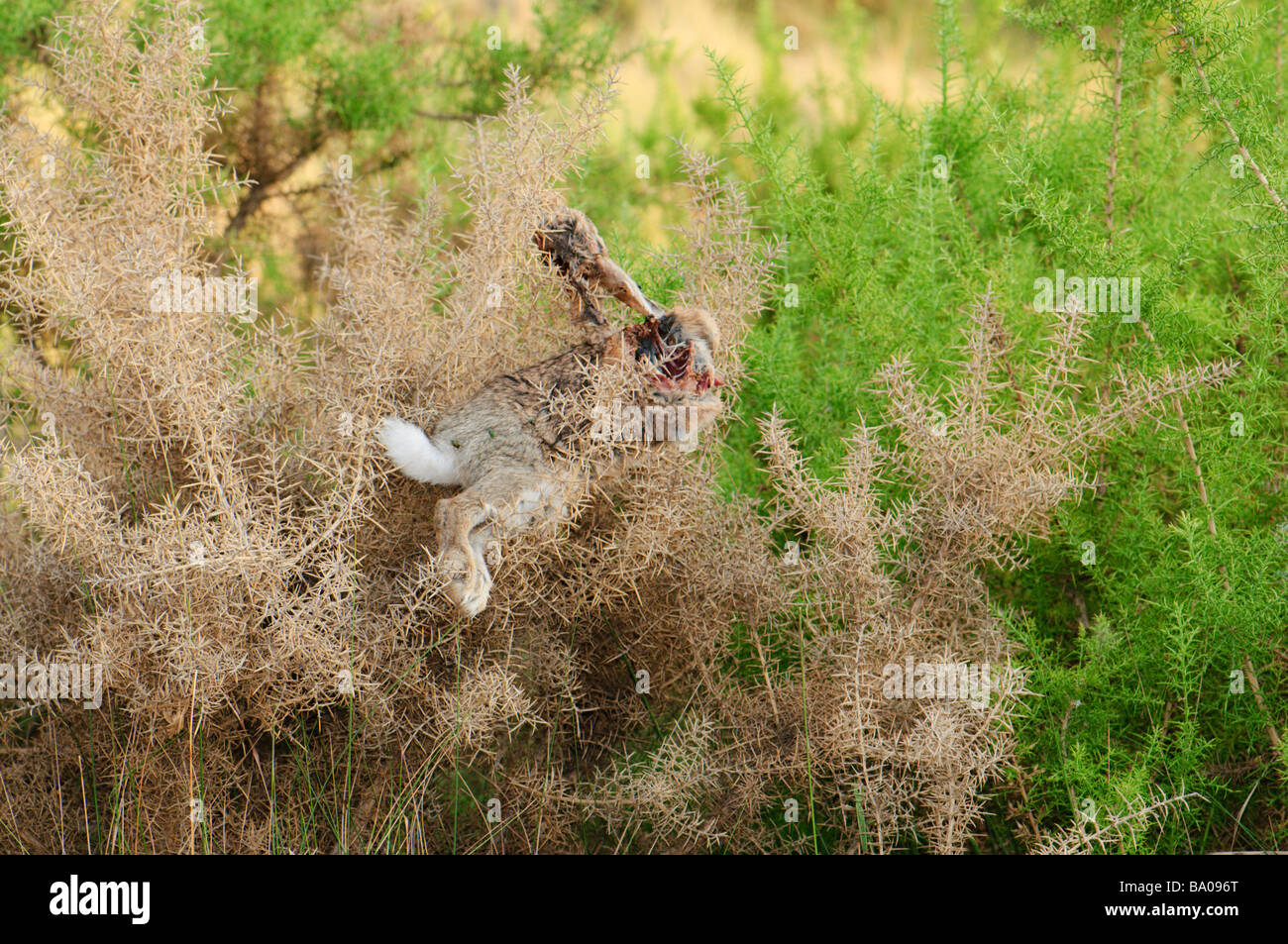 fjende Dronning Størrelse Tote Kaninchen Leiche verwendet für die Ausbildung Hunde später hing an  einem dornigen Busch Spanien Stockfotografie - Alamy